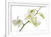 Dendrobium Emma White-Fabio Petroni-Framed Photographic Print