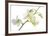 Dendrobium Emma White-Fabio Petroni-Framed Photographic Print