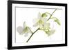 Dendrobium Emma White-Fabio Petroni-Framed Photographic Print