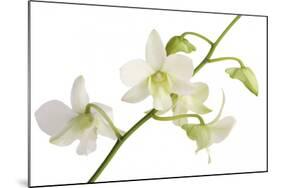 Dendrobium Emma White-Fabio Petroni-Mounted Photographic Print