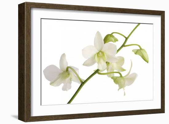 Dendrobium Emma White-Fabio Petroni-Framed Photographic Print