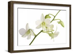 Dendrobium Emma White-Fabio Petroni-Framed Photographic Print