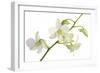 Dendrobium Emma White-Fabio Petroni-Framed Photographic Print