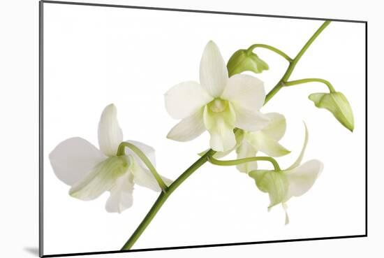 Dendrobium Emma White-Fabio Petroni-Mounted Photographic Print