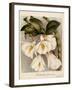 Dendrobium Formosum, C.1839-Samuel Holden-Framed Giclee Print