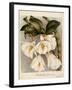 Dendrobium Formosum, C.1839-Samuel Holden-Framed Giclee Print