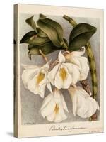 Dendrobium Formosum, C.1839-Samuel Holden-Stretched Canvas