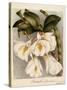 Dendrobium Formosum, C.1839-Samuel Holden-Stretched Canvas