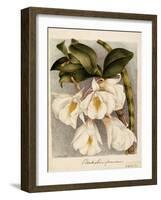 Dendrobium Formosum, C.1839-Samuel Holden-Framed Giclee Print