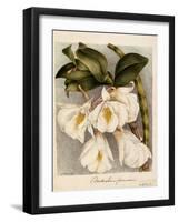 Dendrobium Formosum, C.1839-Samuel Holden-Framed Giclee Print