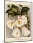 Dendrobium Formosum, C.1839-Samuel Holden-Mounted Giclee Print