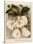 Dendrobium Formosum, C.1839-Samuel Holden-Stretched Canvas