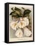 Dendrobium Formosum, C.1839-Samuel Holden-Framed Stretched Canvas