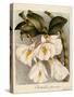 Dendrobium Formosum, C.1839-Samuel Holden-Stretched Canvas