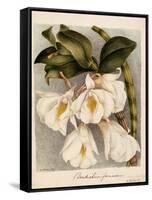 Dendrobium Formosum, C.1839-Samuel Holden-Framed Stretched Canvas