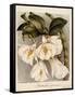 Dendrobium Formosum, C.1839-Samuel Holden-Framed Stretched Canvas