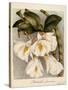 Dendrobium Formosum, C.1839-Samuel Holden-Stretched Canvas