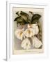 Dendrobium Formosum, C.1839-Samuel Holden-Framed Giclee Print