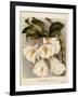 Dendrobium Formosum, C.1839-Samuel Holden-Framed Giclee Print