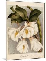 Dendrobium Formosum, C.1839-Samuel Holden-Mounted Giclee Print