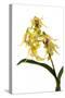 Dendrobium Hodgkinsonii-Fabio Petroni-Stretched Canvas