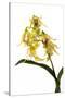 Dendrobium Hodgkinsonii-Fabio Petroni-Stretched Canvas