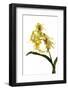 Dendrobium Hodgkinsonii-Fabio Petroni-Framed Photographic Print