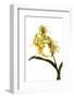 Dendrobium Hodgkinsonii-Fabio Petroni-Framed Photographic Print