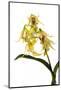 Dendrobium Hodgkinsonii-Fabio Petroni-Mounted Photographic Print