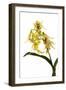 Dendrobium Hodgkinsonii-Fabio Petroni-Framed Photographic Print