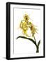 Dendrobium Hodgkinsonii-Fabio Petroni-Framed Photographic Print