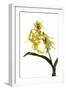 Dendrobium Hodgkinsonii-Fabio Petroni-Framed Photographic Print