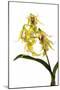 Dendrobium Hodgkinsonii-Fabio Petroni-Mounted Photographic Print