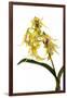 Dendrobium Hodgkinsonii-Fabio Petroni-Framed Photographic Print