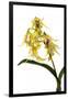 Dendrobium Hodgkinsonii-Fabio Petroni-Framed Photographic Print