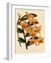 Dendrobium Moschatum Var. Cupreum-John Nugent Fitch-Framed Giclee Print