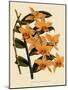 Dendrobium Moschatum Var. Cupreum-John Nugent Fitch-Mounted Giclee Print