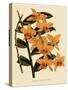 Dendrobium Moschatum Var. Cupreum-John Nugent Fitch-Stretched Canvas