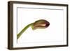 Dendrobium Nobile Ibrid3-Fabio Petroni-Framed Photographic Print