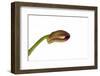 Dendrobium Nobile Ibrid3-Fabio Petroni-Framed Photographic Print