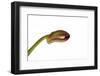 Dendrobium Nobile Ibrid3-Fabio Petroni-Framed Photographic Print