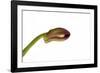 Dendrobium Nobile Ibrid3-Fabio Petroni-Framed Photographic Print