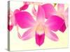 Dendrobium Orchid-Maresa Pryor-Stretched Canvas