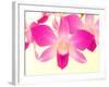 Dendrobium Orchid-Maresa Pryor-Framed Photographic Print