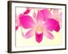 Dendrobium Orchid-Maresa Pryor-Framed Photographic Print