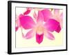 Dendrobium Orchid-Maresa Pryor-Framed Photographic Print