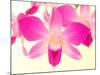 Dendrobium Orchid-Maresa Pryor-Mounted Photographic Print