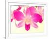 Dendrobium Orchid-Maresa Pryor-Framed Photographic Print