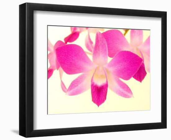 Dendrobium Orchid-Maresa Pryor-Framed Photographic Print