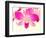 Dendrobium Orchid-Maresa Pryor-Framed Photographic Print